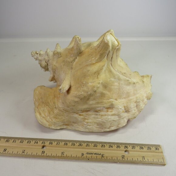 Large Real Conch Sea Shell 8x7" 5.5" tall has some chips Light Tan - Picture 5 of 10
